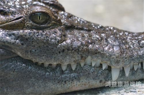 探秘亚洲，自然奇观与珍稀物种的视听盛宴