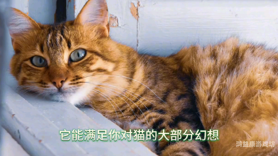 资源猫资源猫，影视爱好者的宝藏平台