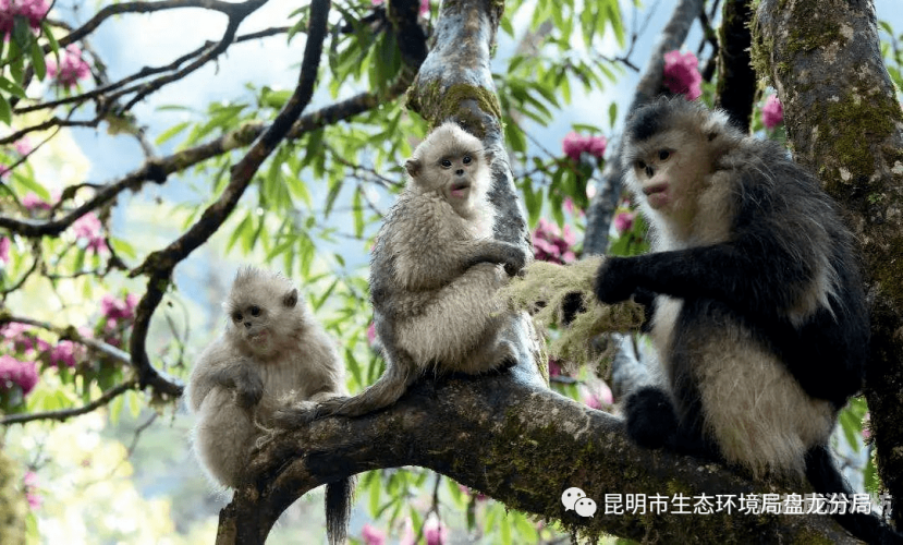 亚洲免费一区亚洲免费一区，探索文化多样性的数字绿洲