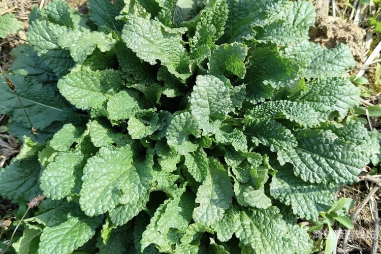 久久人人青草97香蕉探索自然之宝，久久青草与97香蕉的绿色奇迹