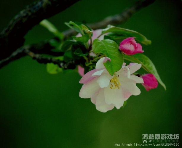 六月色婷婷中文字幕六月的诗意与婷婷的雅韵