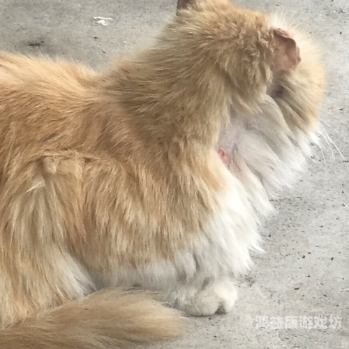 男子时隔6年回老家，发现老猫仍在守家，感人至深的人猫情缘男子时隔6年回老家发现老猫还在守家了