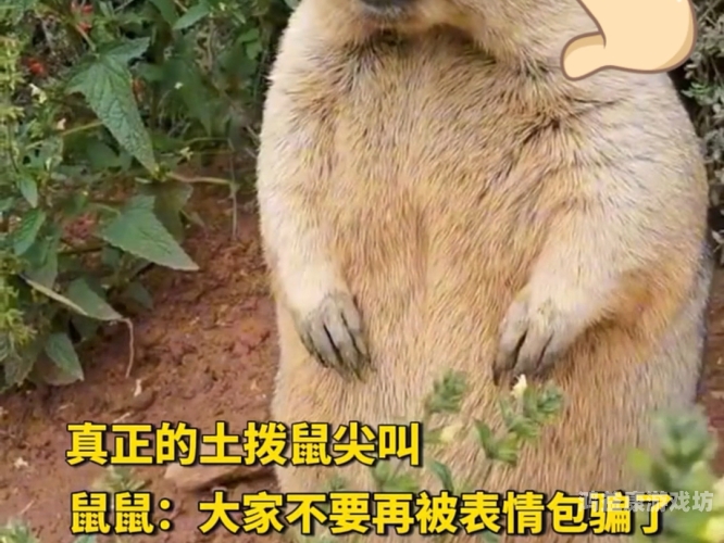 土拨鼠为什么会突然大叫，揭秘背后的原因与行为学意义土拨鼠为啥大喊大叫