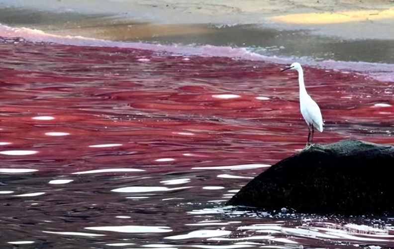 福岛核污染水海洋生物样本运抵中国，专家呼吁加强监测与风险评估福岛核污染水将入海