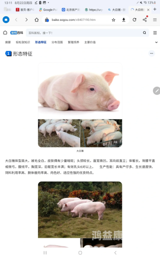 午夜影院一区二区，揭秘深夜电影市场的独特魅力与观众心理八戒,八戒影视剧在线观看免费