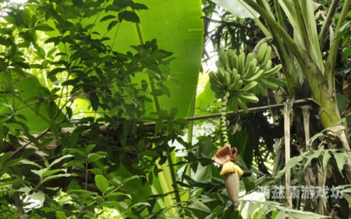 探索久久成人亚洲香蕉草草，文化、历史与现代应用