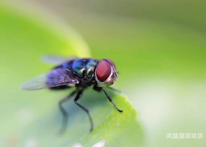 无码中文在线，隔壁人妻现象背后的社会心理分析