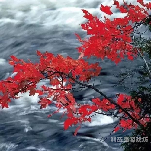一道无码，探索数字时代的隐私与自由妈妈你真棒插曲快来救救我电影