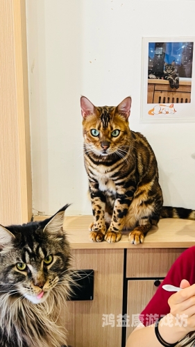 猫咪视频，探索猫咪世界的奇妙之旅