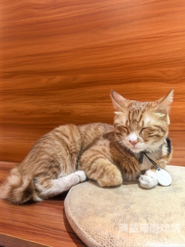 猫咪视频，探索猫咪世界的奇妙之旅