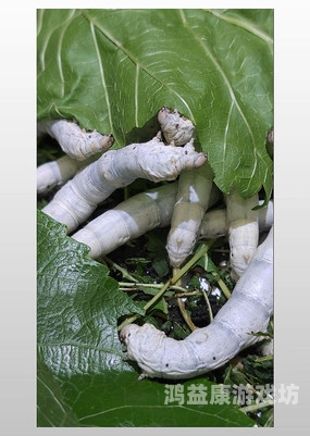 探索与解析，小猪视频、芭蕉视频、草莓视频与幸福宝的异同