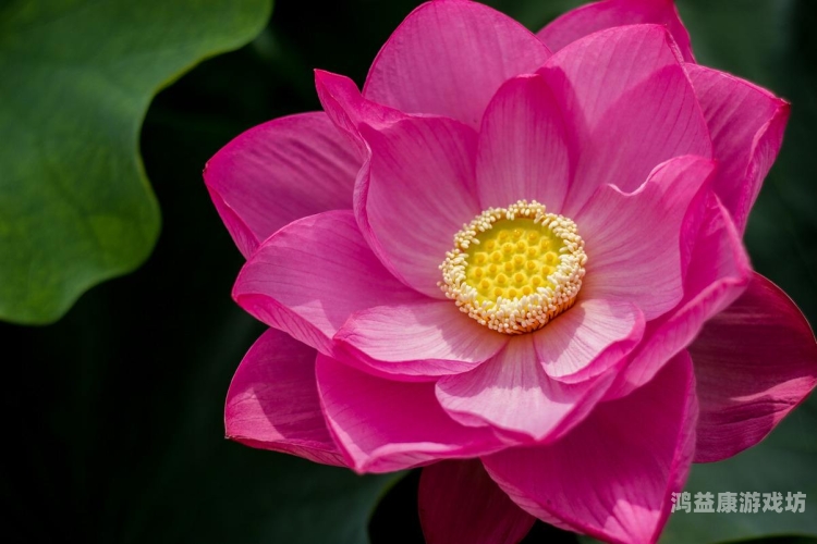 菊内留香——探秘金银花中的珍稀品种与独特功效菊内留香txl金银花笔趣阁无广告