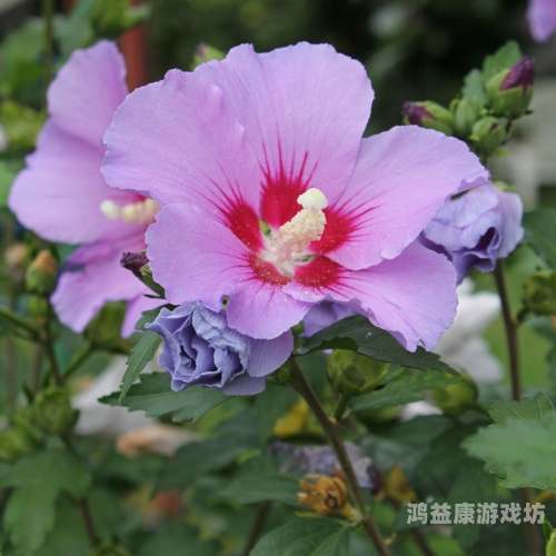 亚洲文化中的花卉象征，从婷婷丁香到五月花语