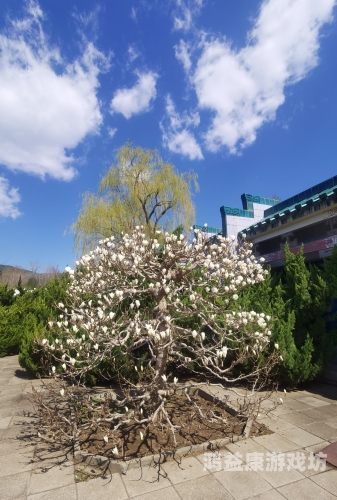 五月婷婷六月丁香，自然与文化的完美融合