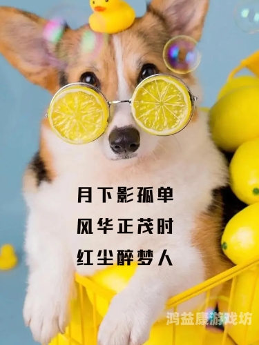 高雅不俗的网名，探索数字时代的文化韵味高雅不俗的网名男