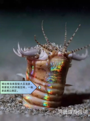 虚空遁地兽，神秘生物的传说与探索
