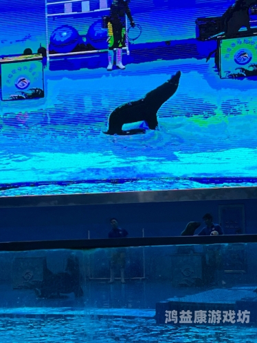 探索海洋奇观，免费观看鲸鱼的奇妙之旅成人免费咨询视频