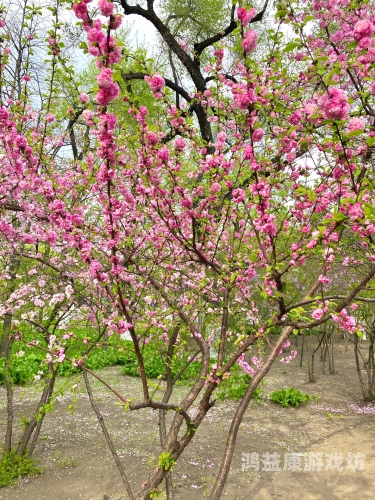 五月丁香花开的美丽传说与文化内涵