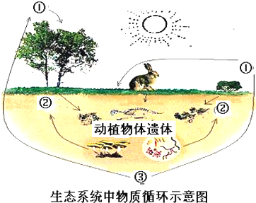 亚洲人与动物，文化、生态与保护的多维视角亚洲人iq