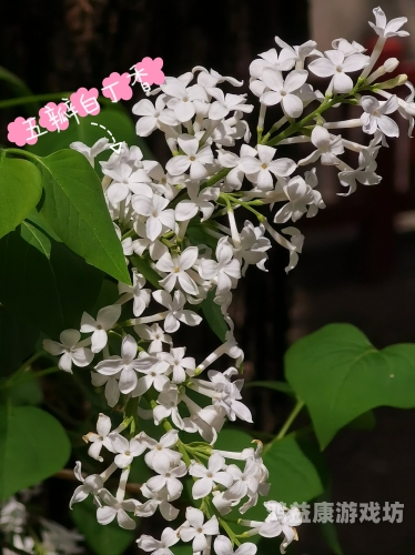 丁香五月天大杳焦，一场视觉与听觉的盛宴丁香五 月