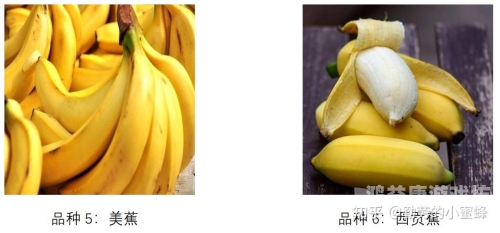 久久一本大到香蕉精品，探索香蕉产业的新篇章