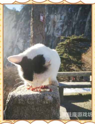 华山论剑，网页游戏的瑰宝与挑战华山论剑 游戏