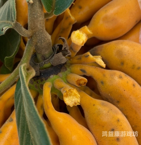 国产香线蕉在线，品质与口感的完美结合中国大陆香蕉2019年新款