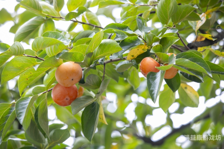 久久久久大香青草精品综合，探索自然与水蜜桃在线播放的完美结合