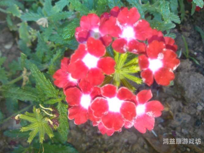 五色天中文无码免费看，探索在线视频平台的新趋势