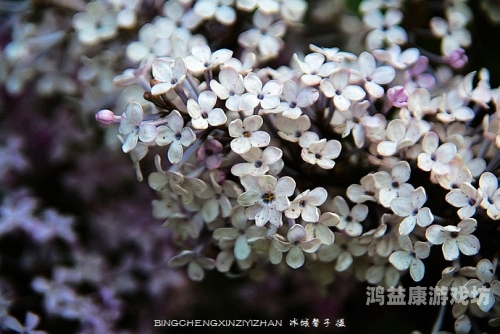 久久五月丁香激情综合，探寻五月丁香花的魅力与文化内涵