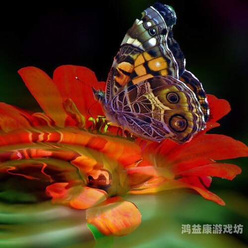 花蝴蝶电视剧在线看免费，一部不容错过的影视佳作花蝴蝶电视剧在线看免费观看全集剧情介绍