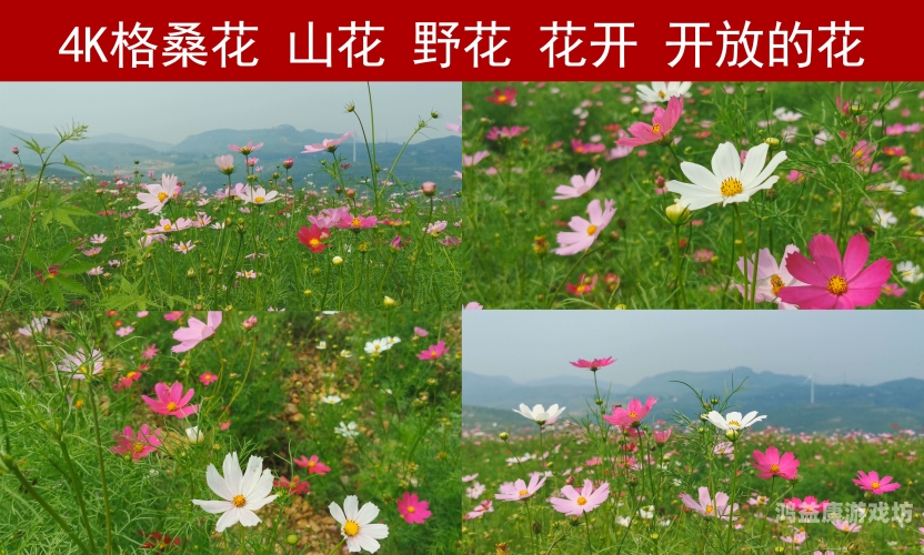 日本韩国野花视频爽在线观看，探索自然之美与文化交融视频 日本韩国