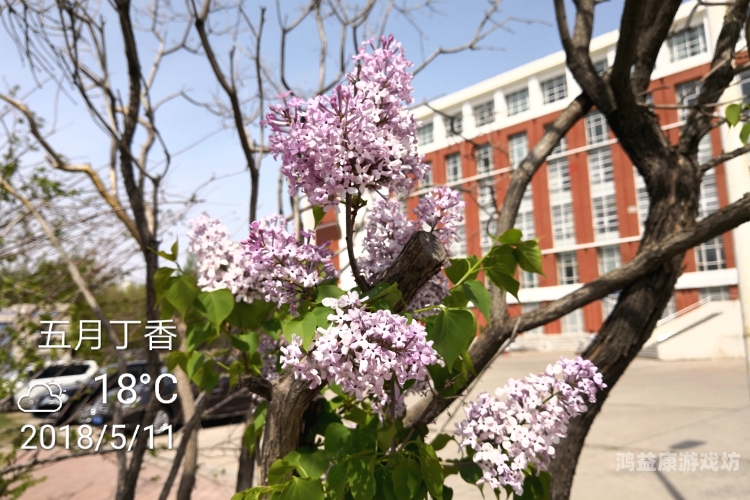 播五月丁香五月缴情在线五月丁香花开，在线欣赏五月缴情美景