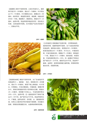 香蕉久久99综合一区二区三区，深度解析香蕉产业的未来发展趋势