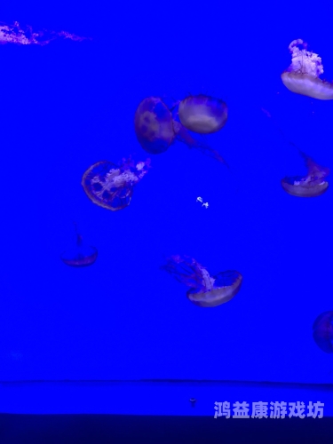 成人免费无码不卡毛片 成人内容消费的现状与影响，免费无码不卡毛片的背后