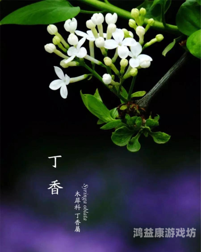 亚洲六月丁香与六月婷婷，两种花卉的美丽传说与文化内涵