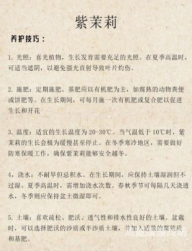 亚洲六月丁香与六月婷婷，两种花卉的美丽传说与文化内涵