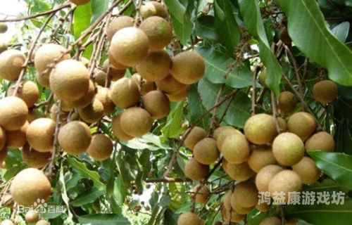 国产无码精品大黄，揭秘其药用价值与市场前景