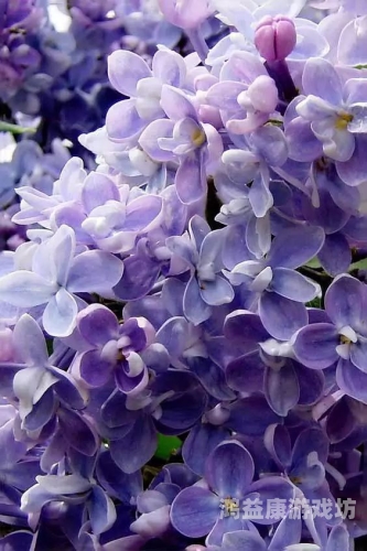 丁香五月缴情综合，深度解析五月丁香花的美丽与情感