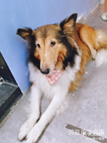 亚洲2020天天堂在线亚洲2020天天堂在线，数字娱乐的新浪潮