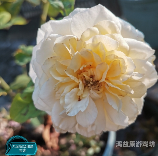 国产愉拍自愉免费第1页，探索中国摄影艺术的独特魅力