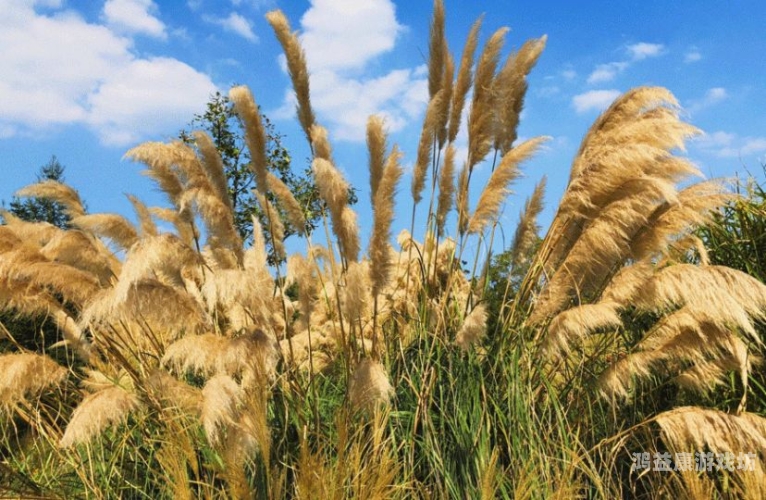 久久青草伊人精品无码，探索自然与人文的和谐之美