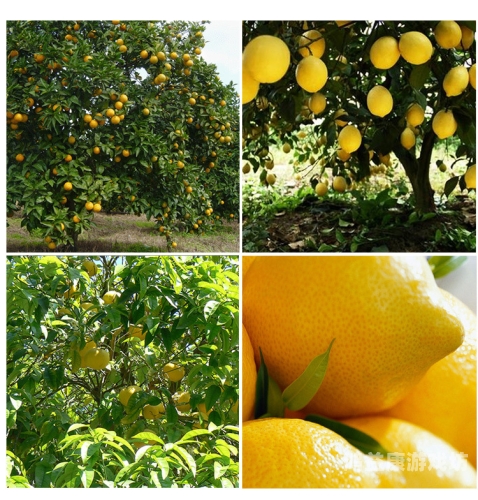 特级全黄久久久久久特级全黄久久久久久，揭秘其背后的水蜜桃在线播放价值与市场前景