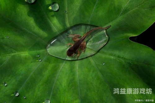 蝌蚪久久精品午夜探索蝌蚪久久精品午夜，一场视听盛宴的深度解析