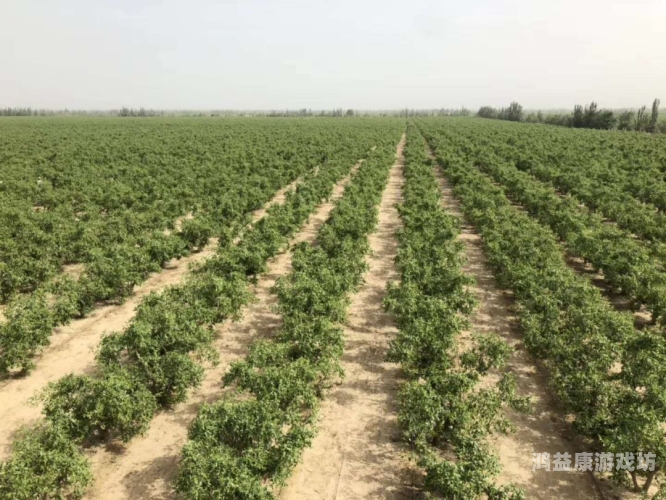 探索亚洲香蕉产业的繁荣之路，从种植到全球市场的全面解析一本大道视频大