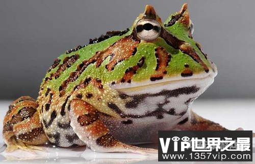 鱼类进化吞噬类的游戏，探索自然界的奇幻之旅鱼进化吞噬类的游戏有排位赛