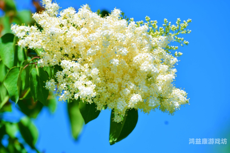五月婷婷在线观看，探索网络视频的新趋势与影响丁香花免费高清完整在线观看