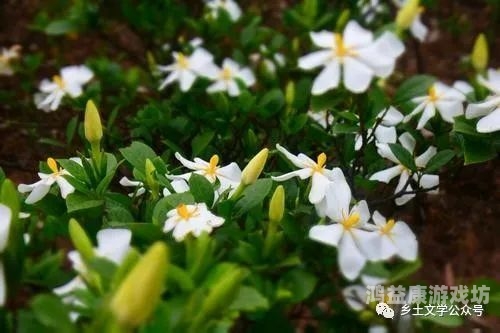 五月婷六月丁香之综合在线，探索网络文学的新篇章