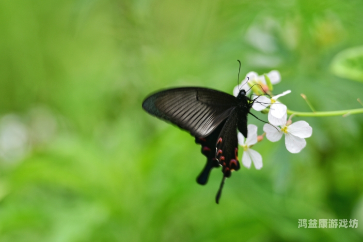 欧美综合区自拍亚洲综合绿色，全球自拍文化的新趋势与环保理念的融合欧美综合区自拍亚洲综合绿色在线观看
