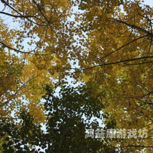 秋霞人成在线观看免费视频秋霞人成在线观看免费视频，解析背后的法律与道德问题